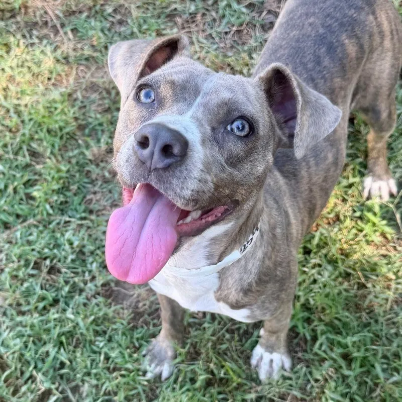 A young small-sized female Pit Bull Terrier dog named Misha for adoption in East Hanover, NJ