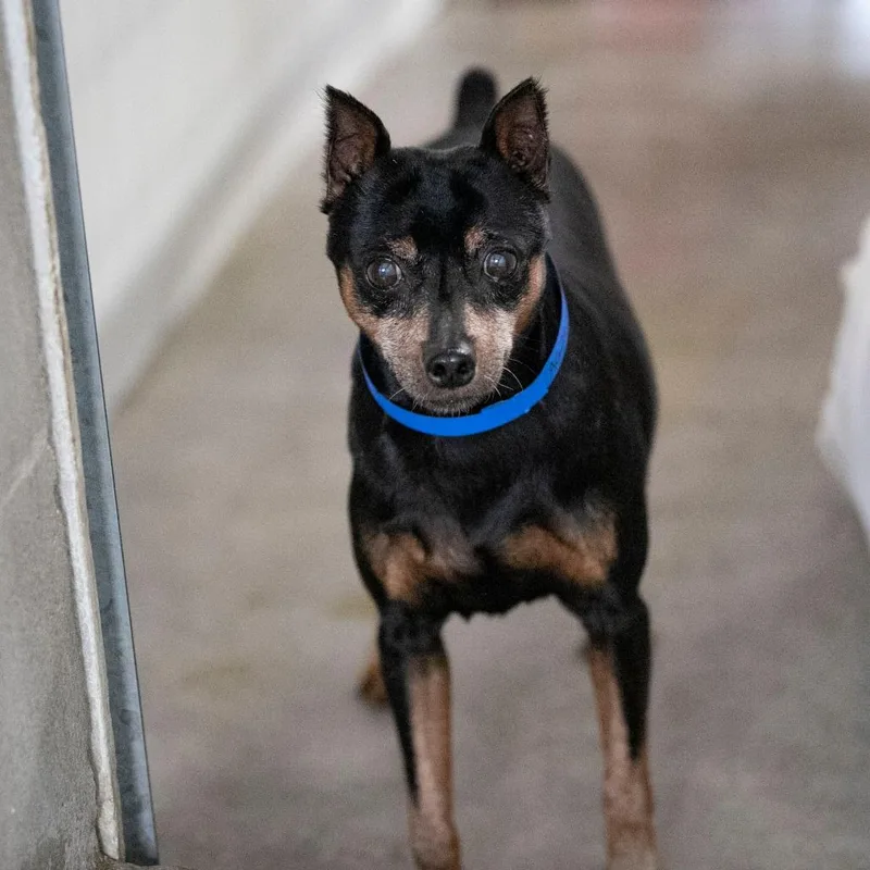 A senior small-sized male Black Miniature Pinscher dog named Brady for adoption in Peyton, CO