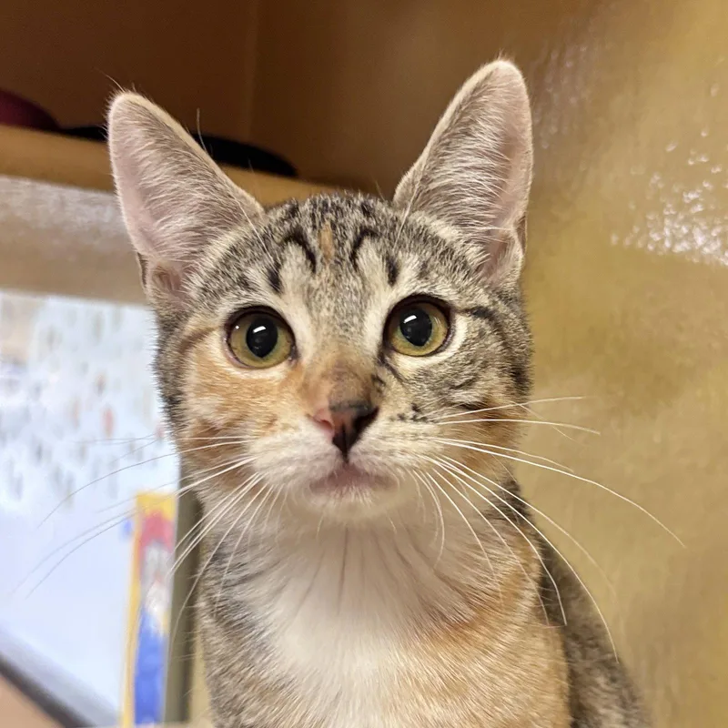 A baby medium-sized female Domestic Short Hair cat named Reeses for adoption in Sonora, CA