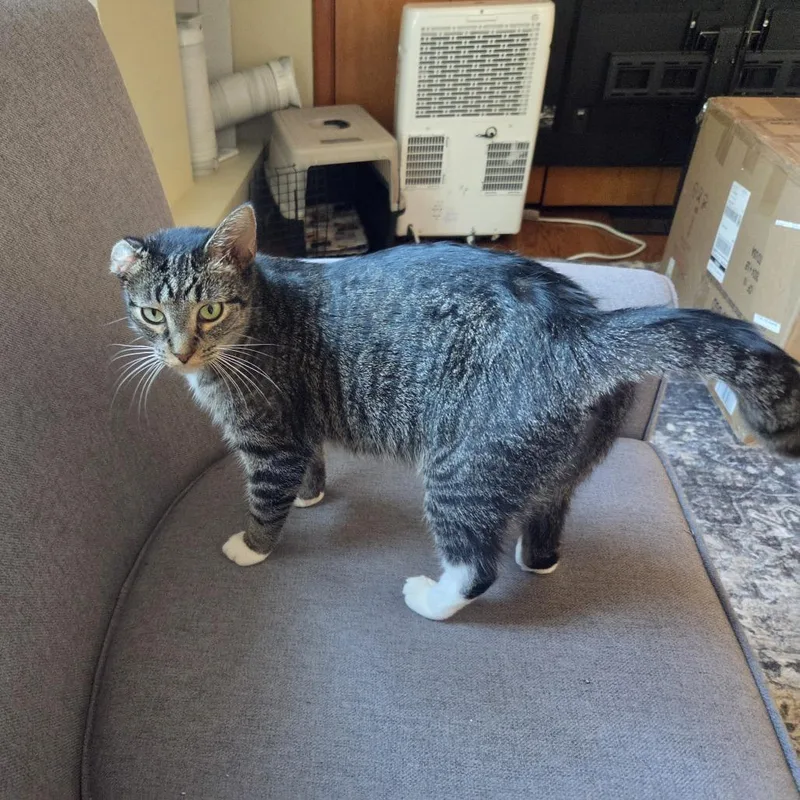 An adult medium-sized female Brown / Chocolate Domestic Short Hair cat named Wine for adoption in Evanston, IL