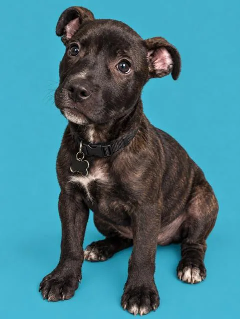 A baby medium-sized female American Staffordshire Terrier dog named Summer Brynns litter for adoption in Holly Springs, NC