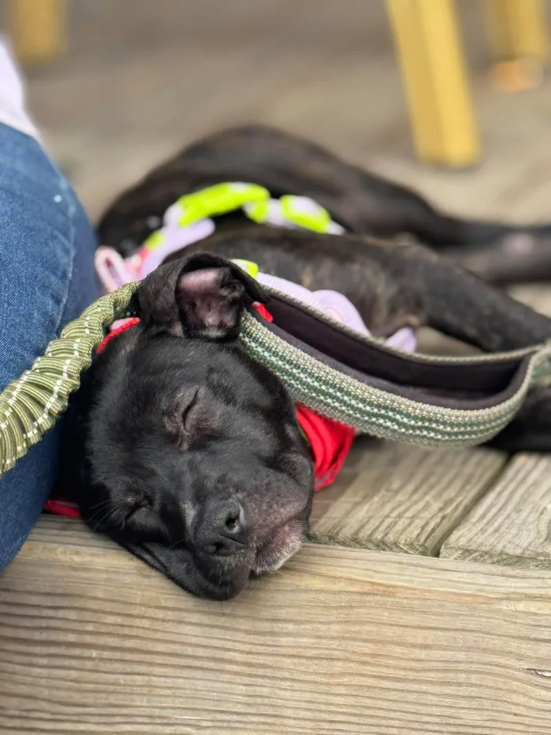 Summer  Brynns litter thumbnail 2