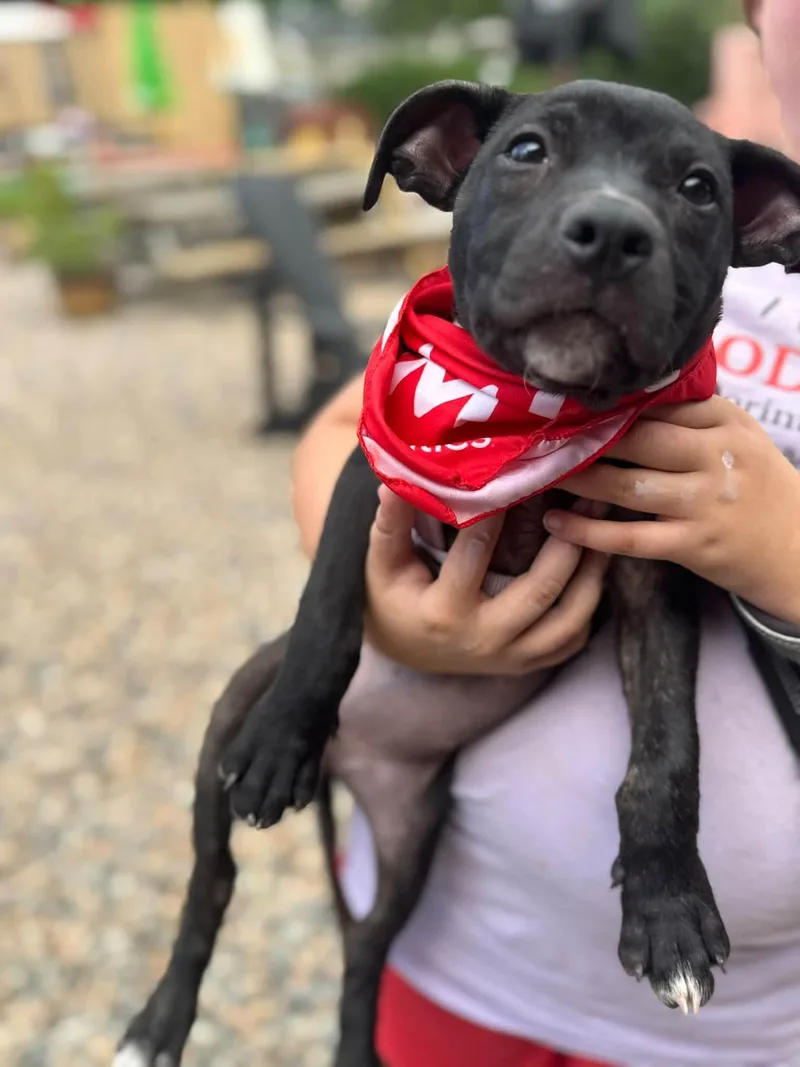 Summer  Brynns litter thumbnail 3