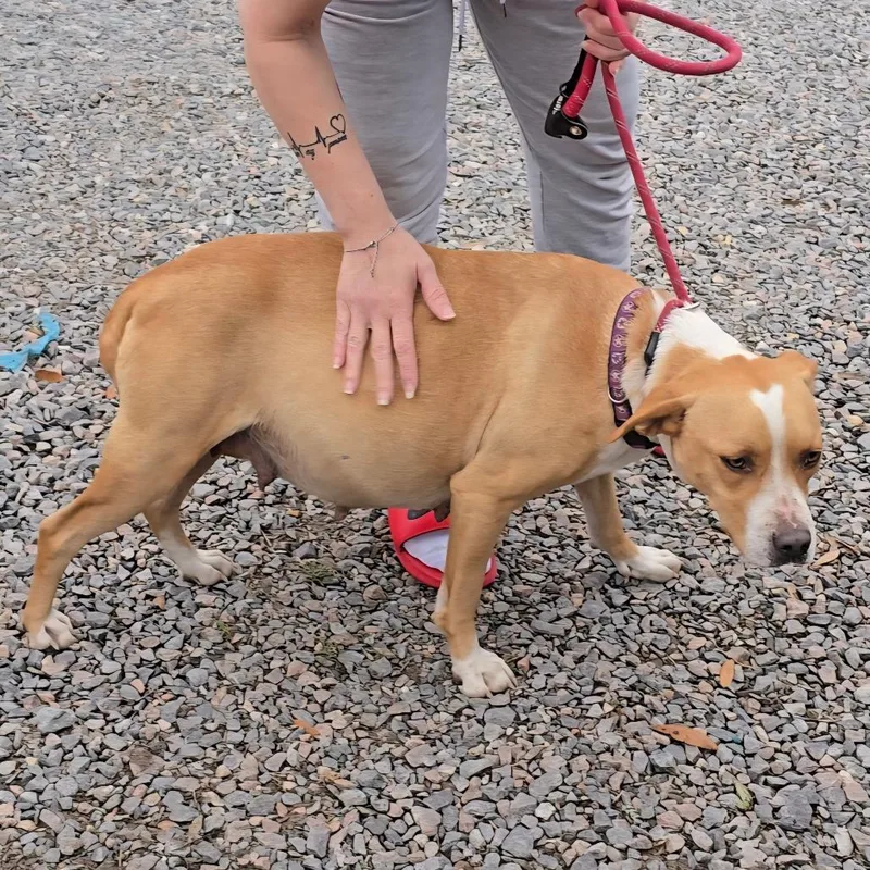 An adult medium-sized female Yellow / Tan / Blond / Fawn Mixed Breed dog named Journey for adoption in Hinesville, GA