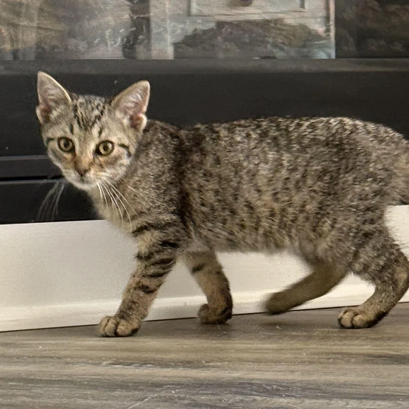 A baby medium-sized male Tabby (Brown / Chocolate) Tabby cat named Sammy for adoption in East Amherst, NY
