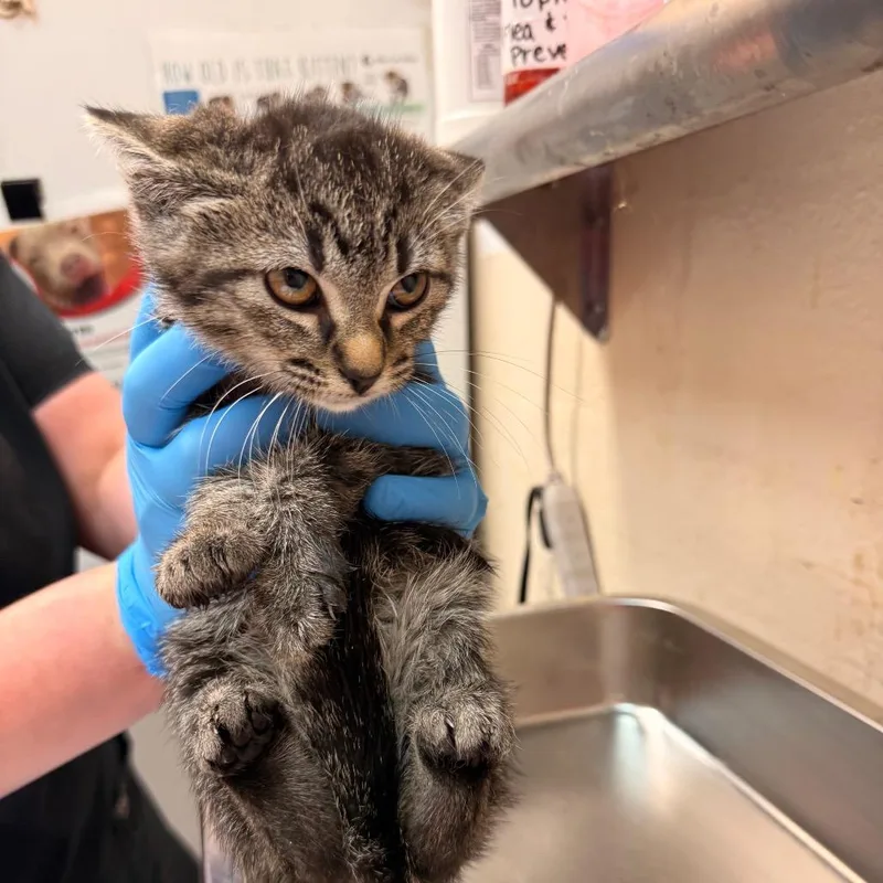 A baby small-sized female Black Domestic Short Hair cat named Lennie for adoption in Birmingham, AL