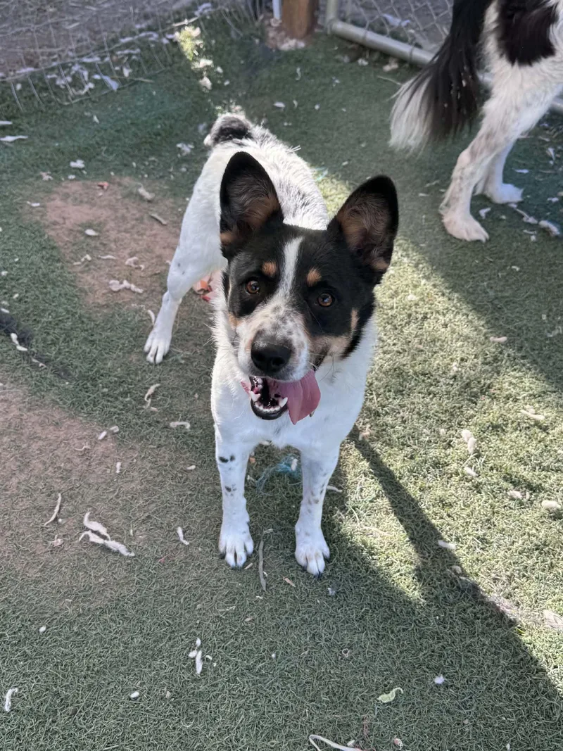 A young medium-sized female Tricolor (Brown, Black, & White) Australian Cattle Dog / Blue Heeler dog named Jitterbug for adoption in Bend, OR