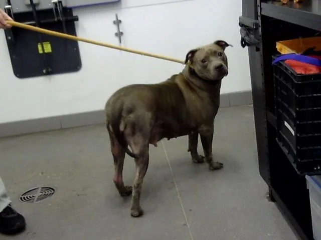 An adult large-sized female Pit Bull Terrier dog named Esmeralda for adoption in Mesa, AZ