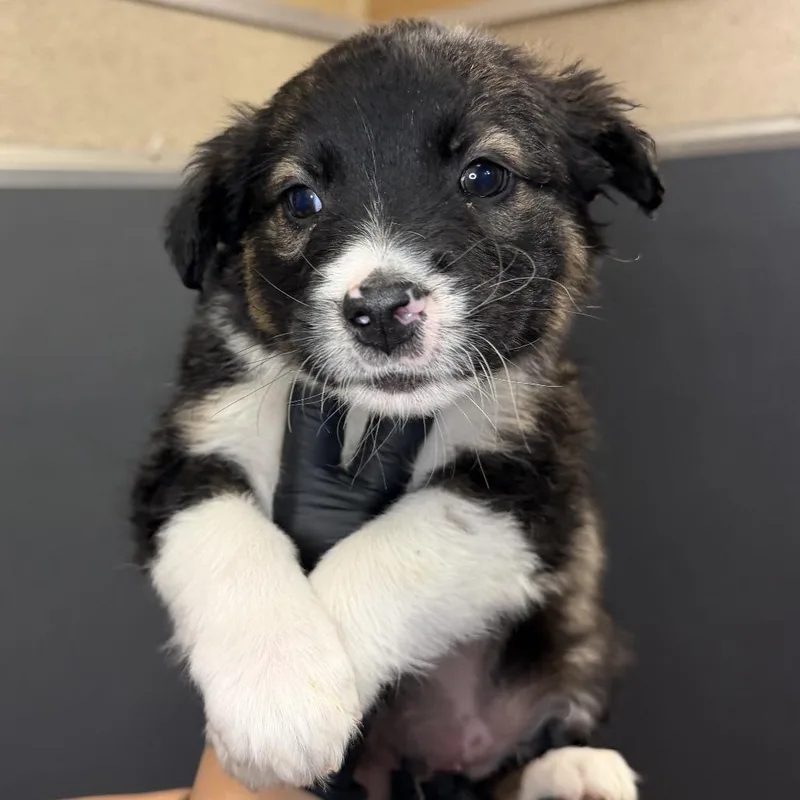 A baby small-sized male Brown / Chocolate Shepherd dog named Maurice for adoption in Palm Springs, CA