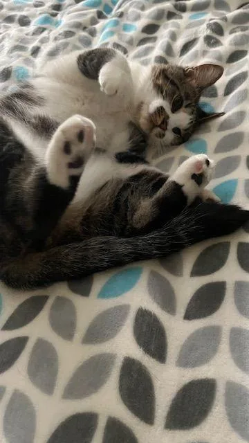 Finn  The Entertainer thumbnail 2