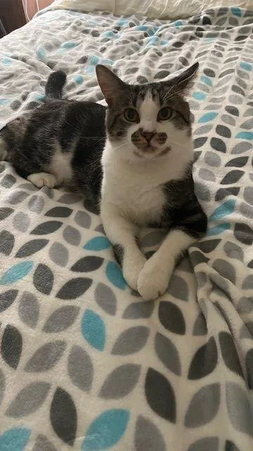 Finn  The Entertainer