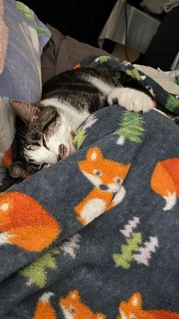 Finn  The Entertainer thumbnail 3