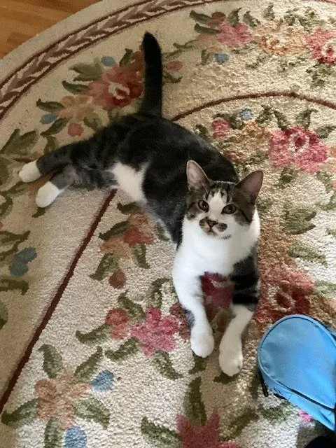 Finn  The Entertainer thumbnail 4