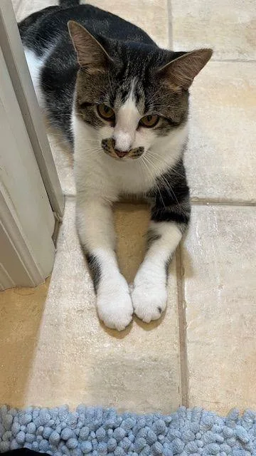 Finn  The Entertainer thumbnail 5