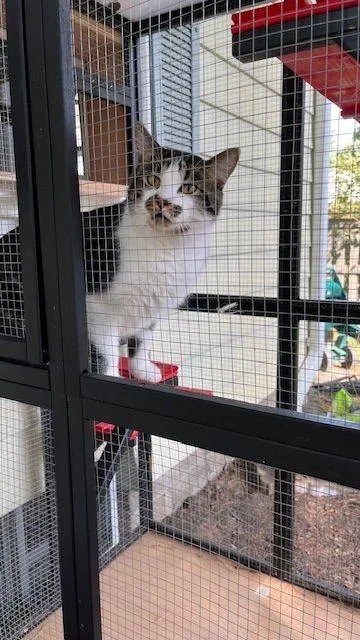 Finn  The Entertainer thumbnail 6