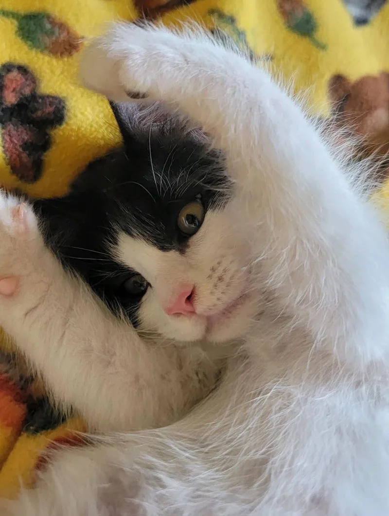 A young small-sized male Black & White / Tuxedo Domestic Short Hair cat named Batman for adoption in Alpharetta, GA
