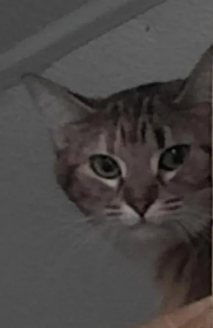 An adult medium-sized female Domestic Short Hair cat named Cutie for adoption in Shawano, WI