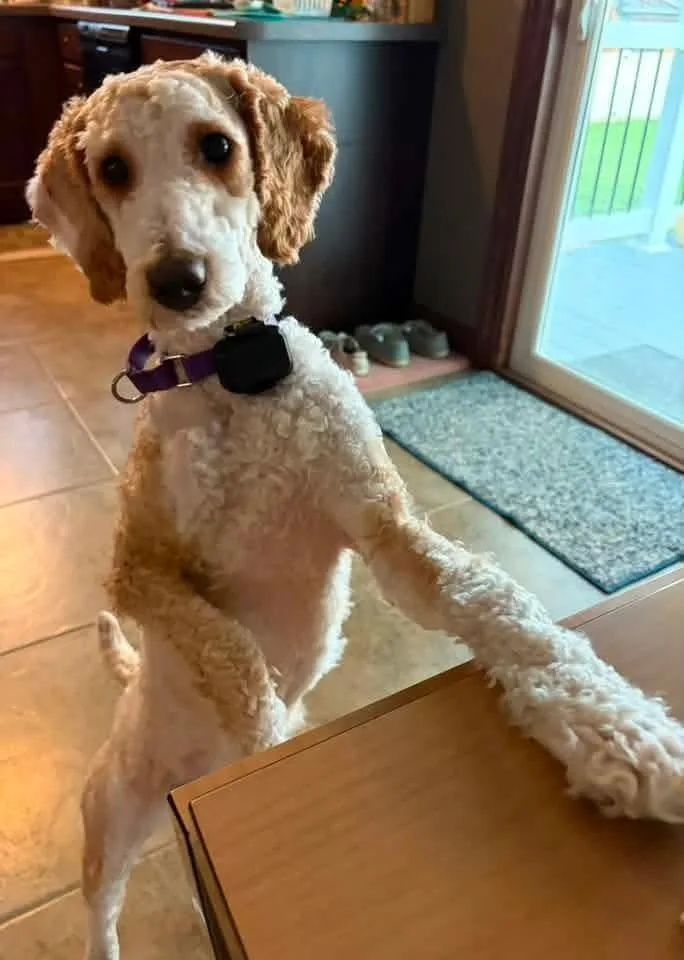 A young medium-sized male White / Cream Poodle dog named Russell for adoption in Wausau, WI