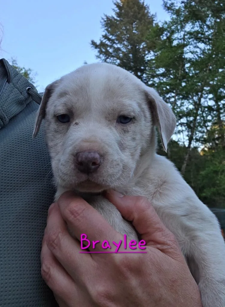A baby small-sized female Pit Bull Terrier dog named Braylee for adoption in Brookings, OR