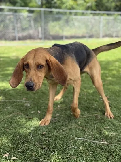 An adult large-sized female Bloodhound dog named Lucy for adoption in Daytona Beach, FL