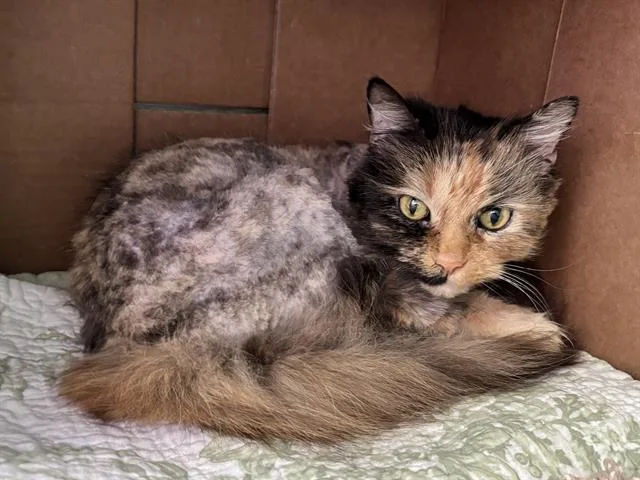 A senior medium-sized female Domestic Long Hair cat named Gizmo for adoption in Boston, MA