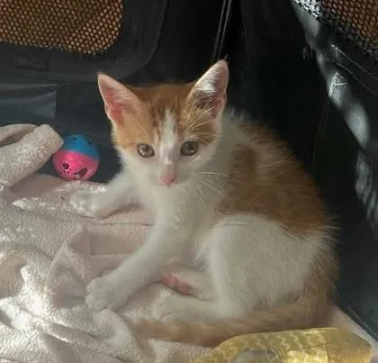 A baby small-sized male Domestic Short Hair cat named Whittaker for adoption in Ringoes, NJ