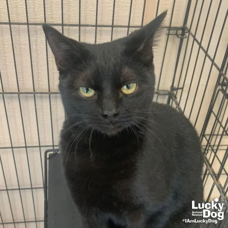An adult medium-sized female Black Domestic Short Hair cat named Squeak for adoption in Washington, DC