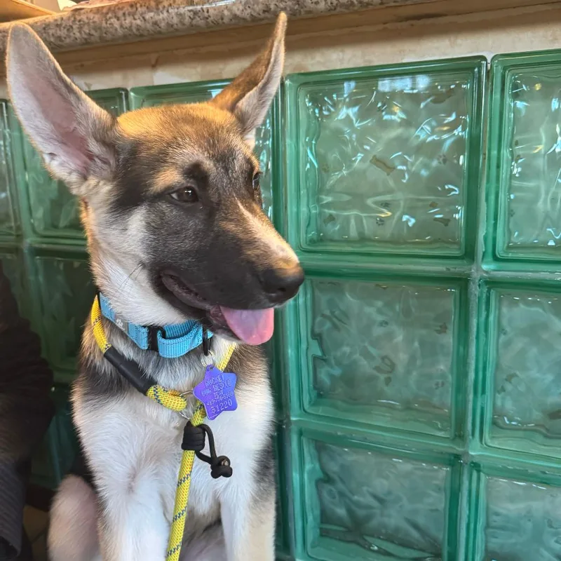 A young large-sized male Black Shepherd dog named Bruno for adoption in San Francisco, CA