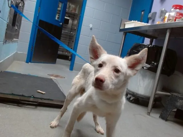 A young small-sized female German Shepherd Dog dog named Willow for adoption in Albuquerque, NM