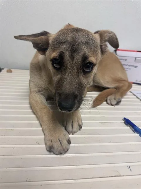 Little Lamb Urgent