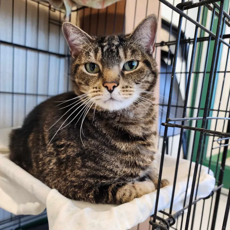 A senior medium-sized male Tabby (Gray / Blue / Silver) Domestic Short Hair cat named Earl Grey for adoption in Springfield, MO