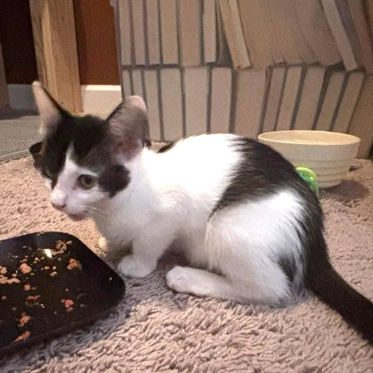 A baby small-sized female Black Domestic Short Hair cat named Milky Way for adoption in Brownsboro, AL