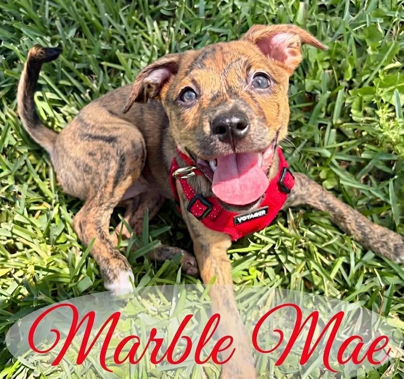A baby medium-sized female Mixed Breed dog named Marble Mae for adoption in Brookshire, TX