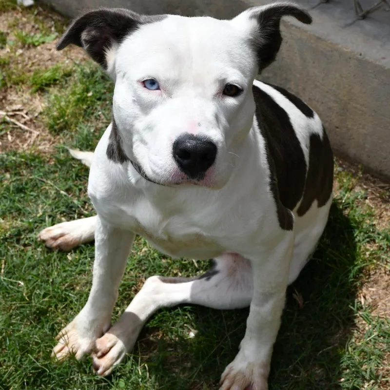 An adult medium-sized female White / Cream Pit Bull Terrier dog named Saturn for adoption in Beaumont, TX