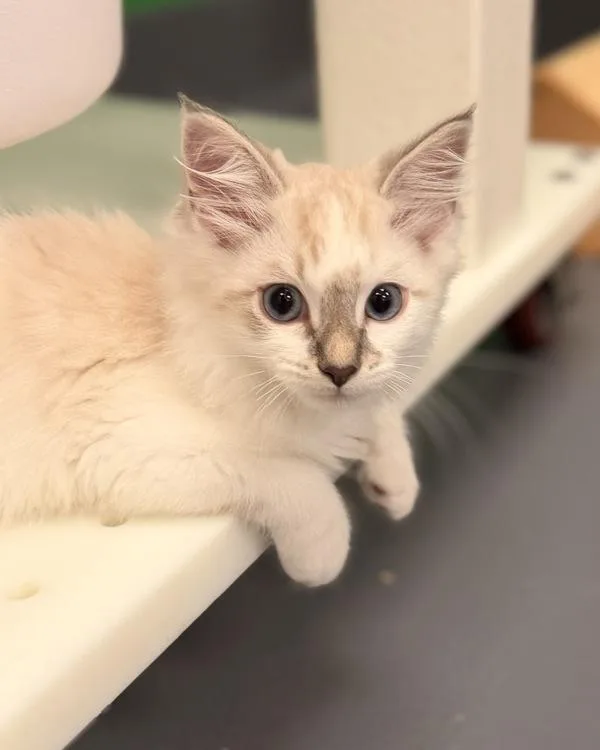 A baby small-sized male Domestic Long Hair cat named Lynx for adoption in Canton, GA