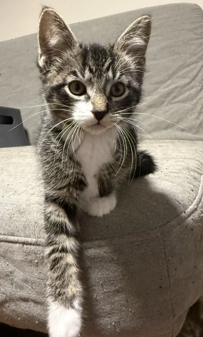 A baby medium-sized male Black & White / Tuxedo Tabby cat named Luffy for adoption in Island Lake, IL