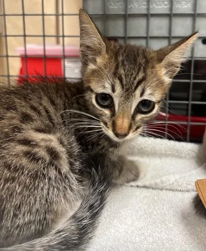 A baby small-sized male Domestic Short Hair cat named Sparkler for adoption in Honolulu, HI