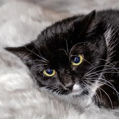 An adult medium-sized female Domestic Short Hair cat named Obsidian for adoption in Camano Island, WA