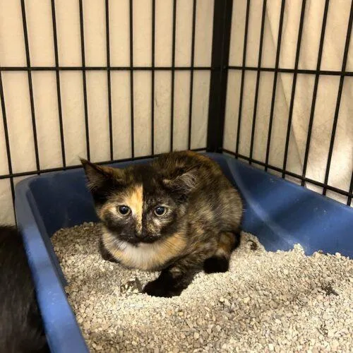 A baby small-sized female Tortoiseshell Domestic Short Hair cat named Citrine for adoption in Burlington, IA