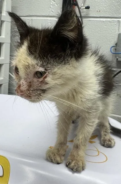 A baby small-sized male Domestic Short Hair cat named Chevy for adoption in West Chester, PA