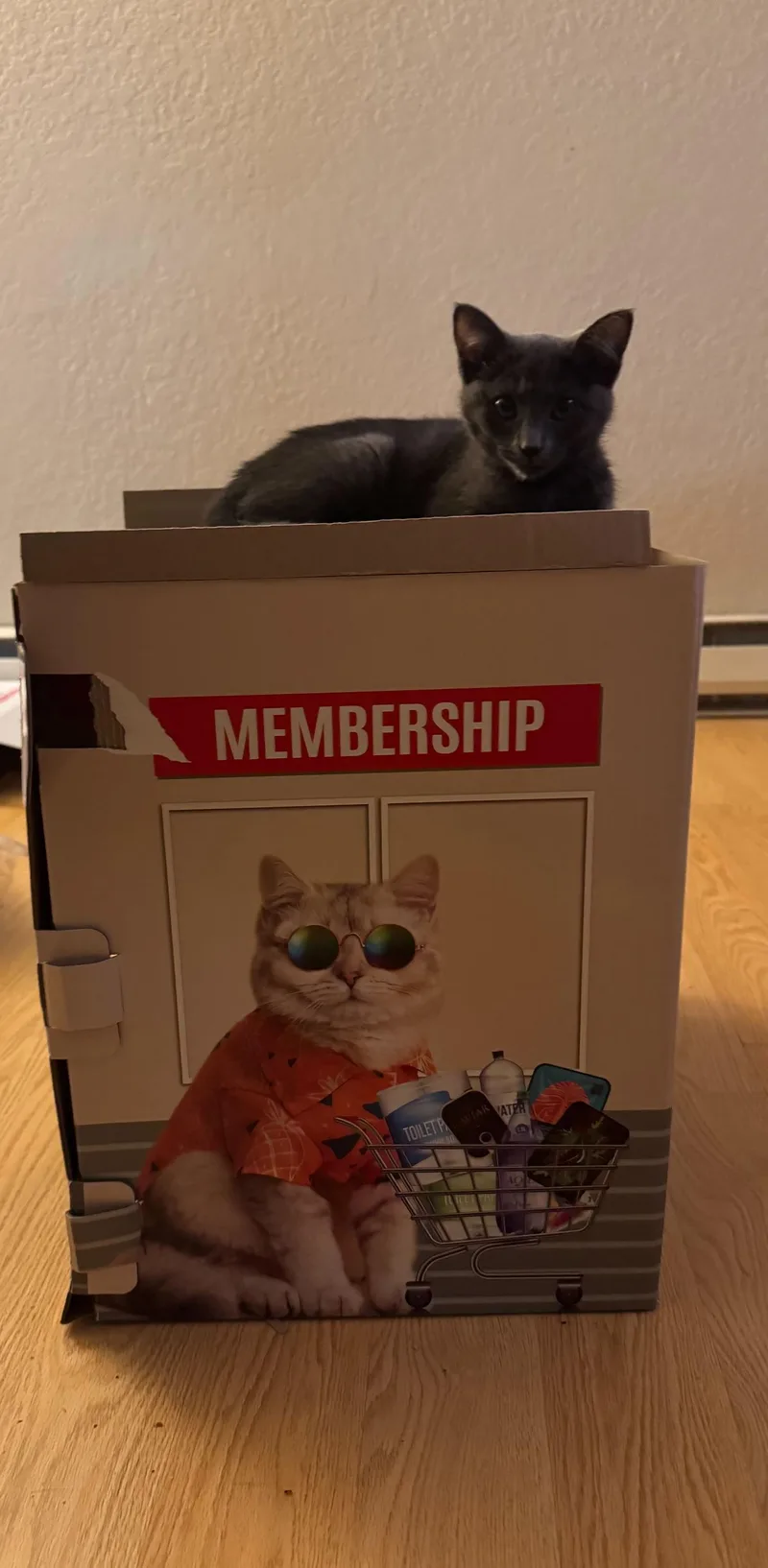 Uno And Cuatro thumbnail 2