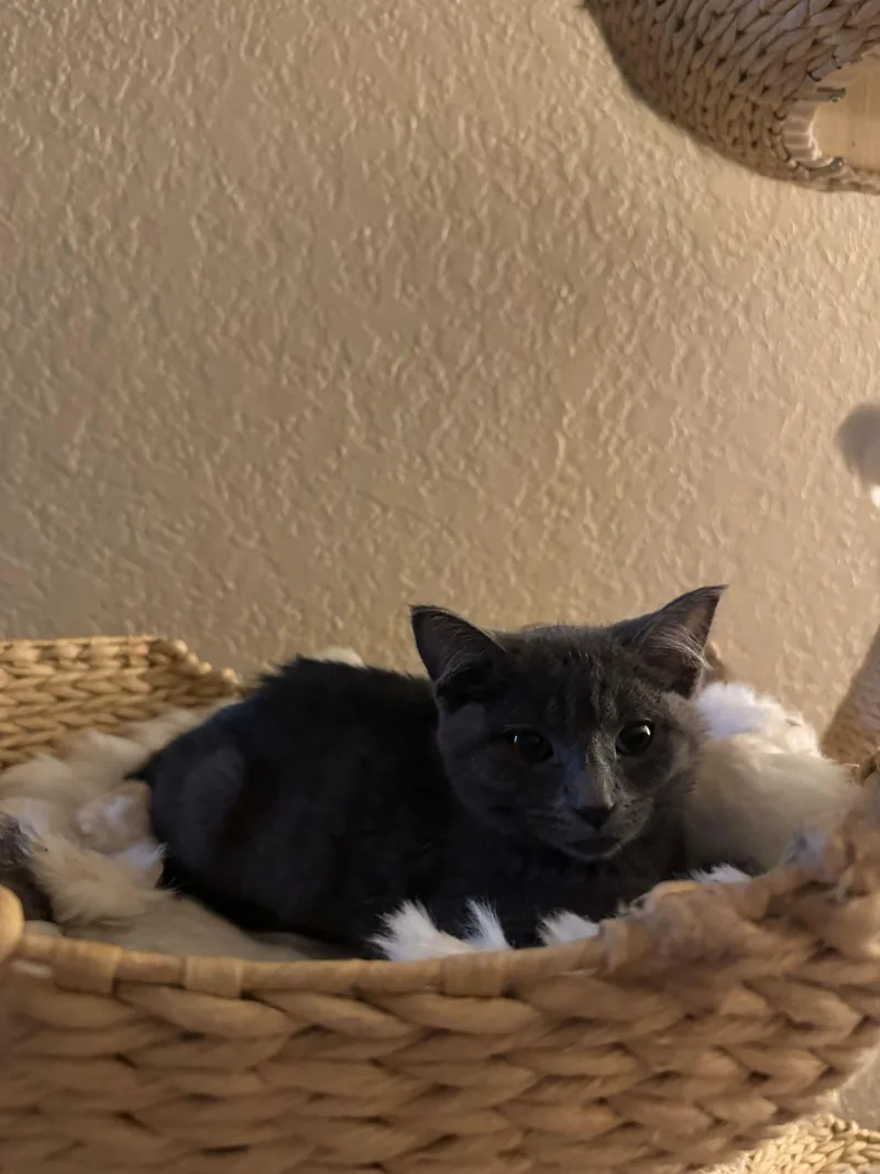 Uno And Cuatro thumbnail 3