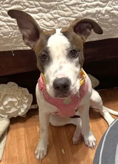 A young medium-sized female White / Cream Staffordshire Bull Terrier dog named Savvy for adoption in fort worth, TX