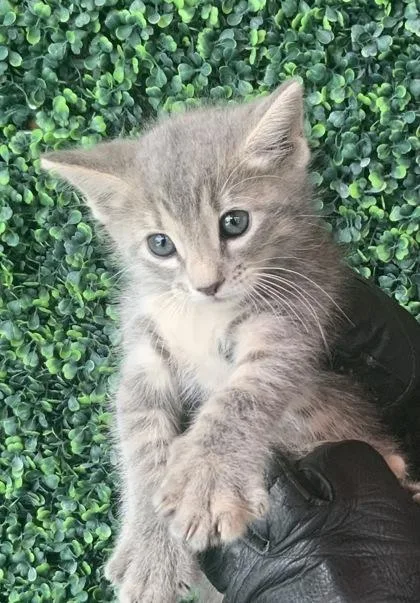 A baby small-sized female Gray / Blue / Silver Domestic Short Hair cat named Chloe Carmichael for adoption in El Paso, TX
