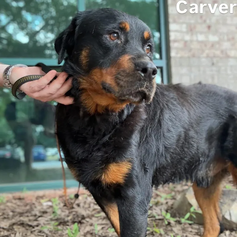 An adult large-sized male Rottweiler dog named Carver for adoption in Little Rock, AR
