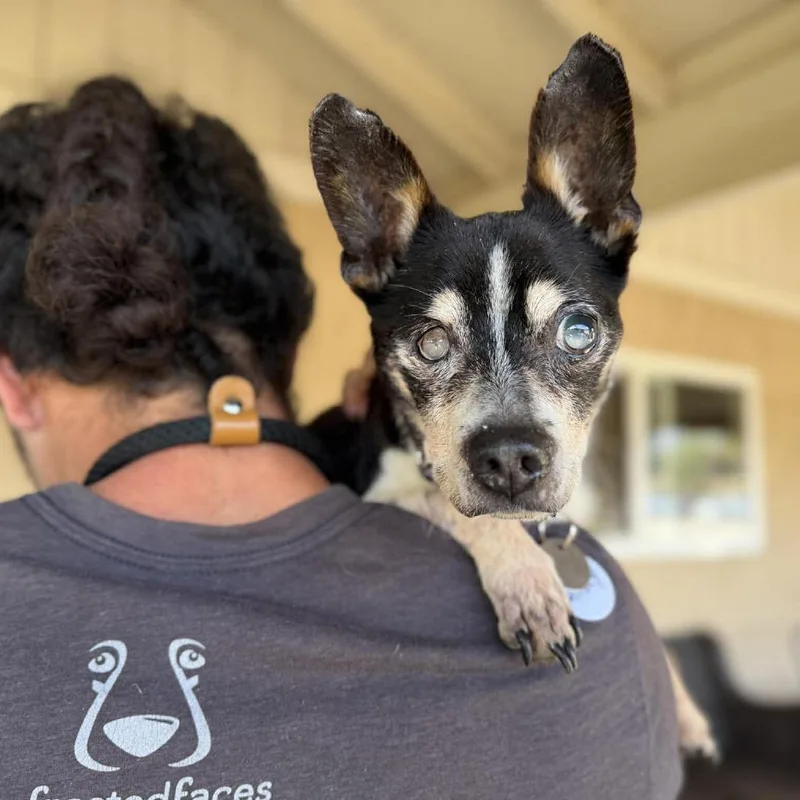 A senior small-sized male Black Chihuahua dog named Winky for adoption in Ramona, CA