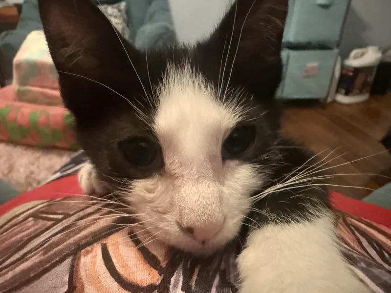 Beanie Baby