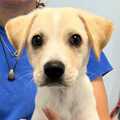 A baby medium-sized male Labrador Retriever dog named Jasper for adoption in Albany, NY
