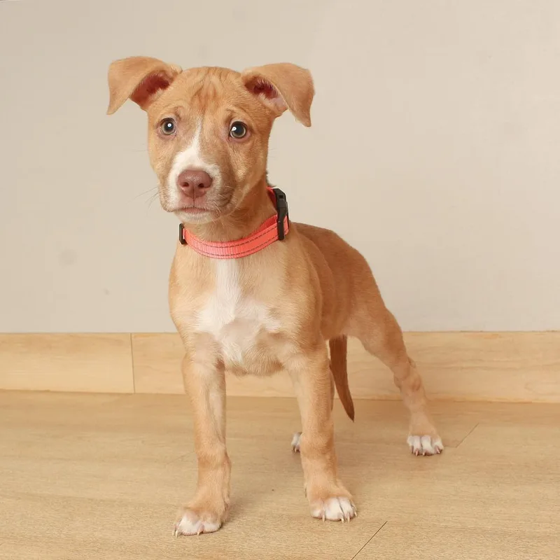 A baby large-sized male Pit Bull Terrier dog named Cortland D for adoption in Minnetonka, MN