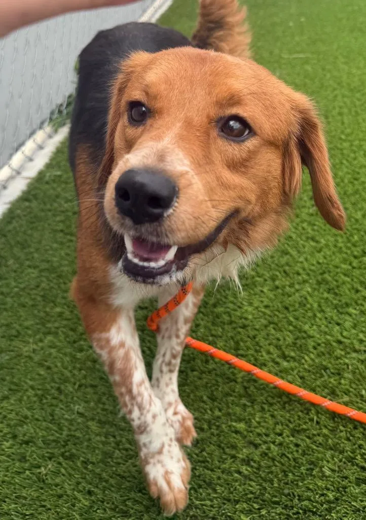 An adult medium-sized female Tricolor (Brown, Black, & White) Beagle dog named Joplin for adoption in Frankfort, KY